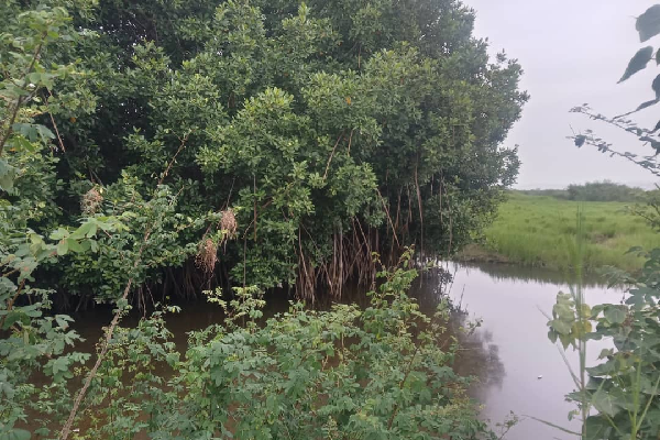 Destruction of mangroves: A danger to coastal livelihoods - Expert